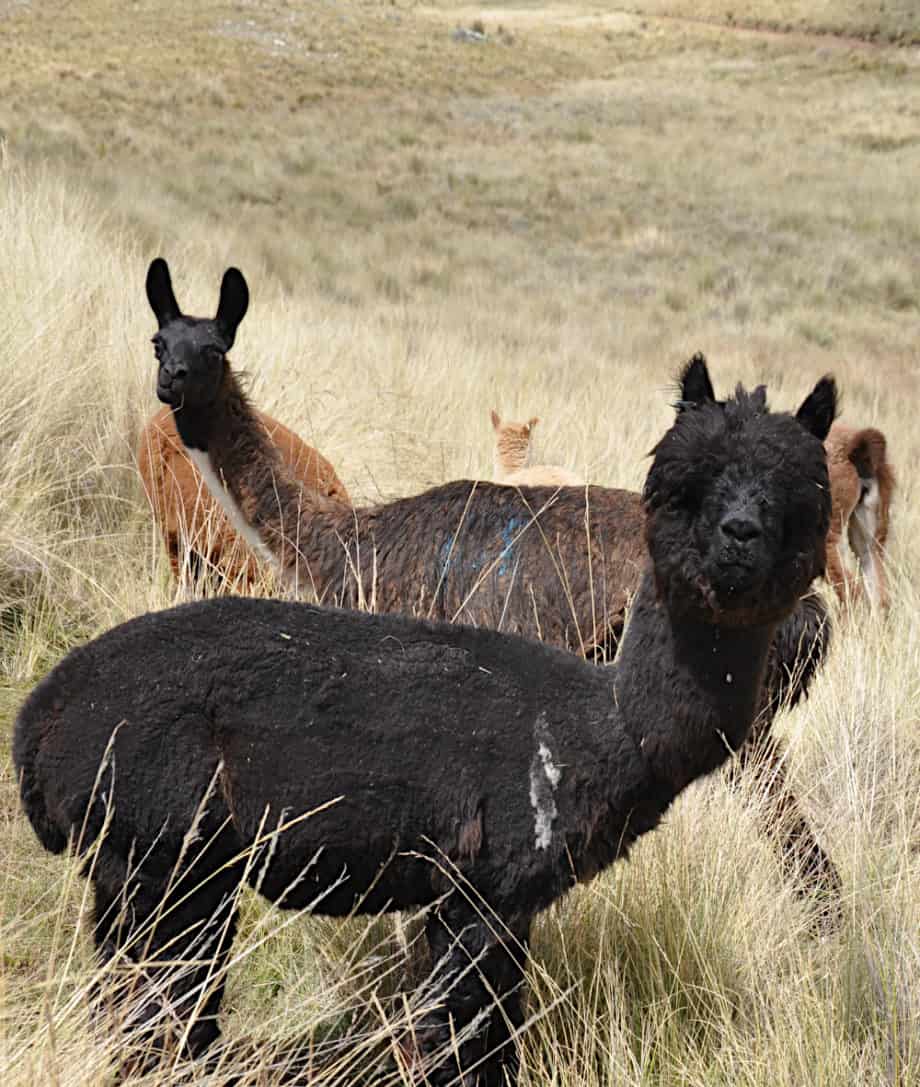 black alpaca