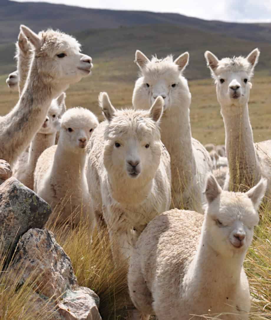 luxury baby alpaca wool