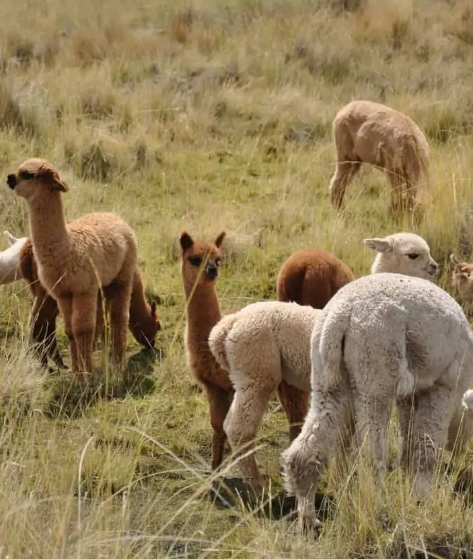unique alpaca fibre so cosy