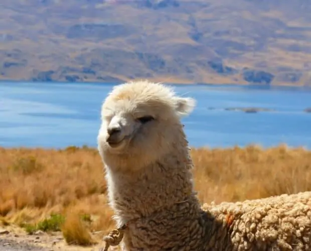 Everything about Alpacas
