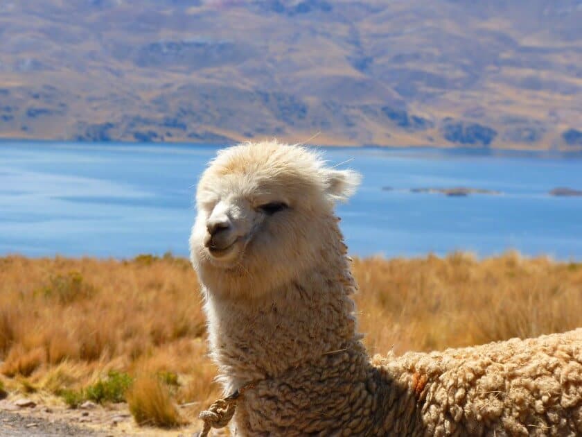 Everything about Alpacas