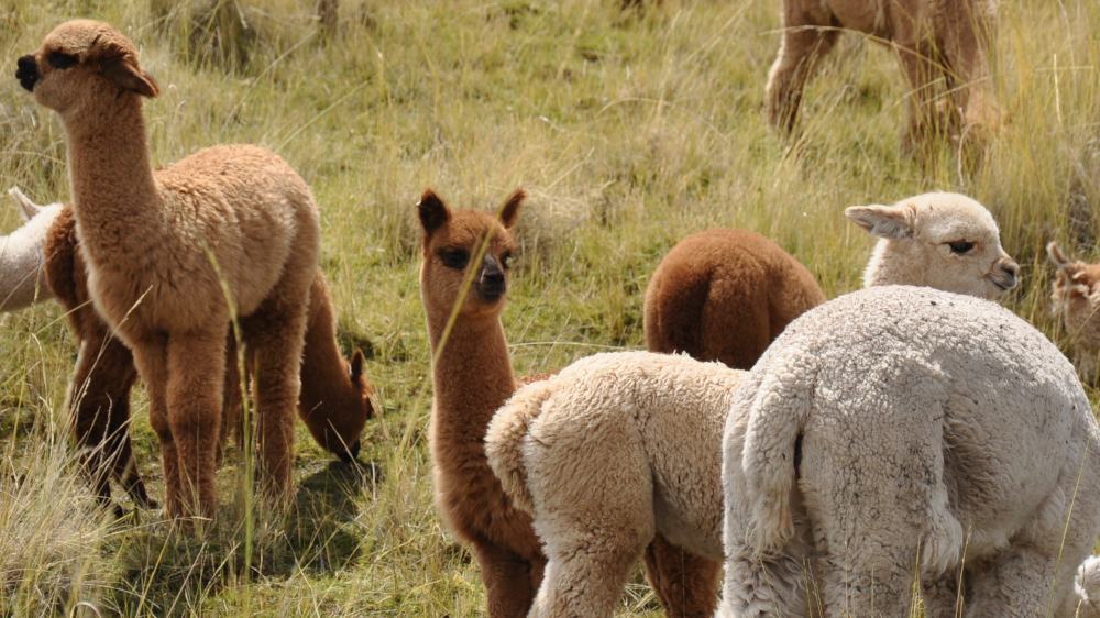 peruvian alpacas