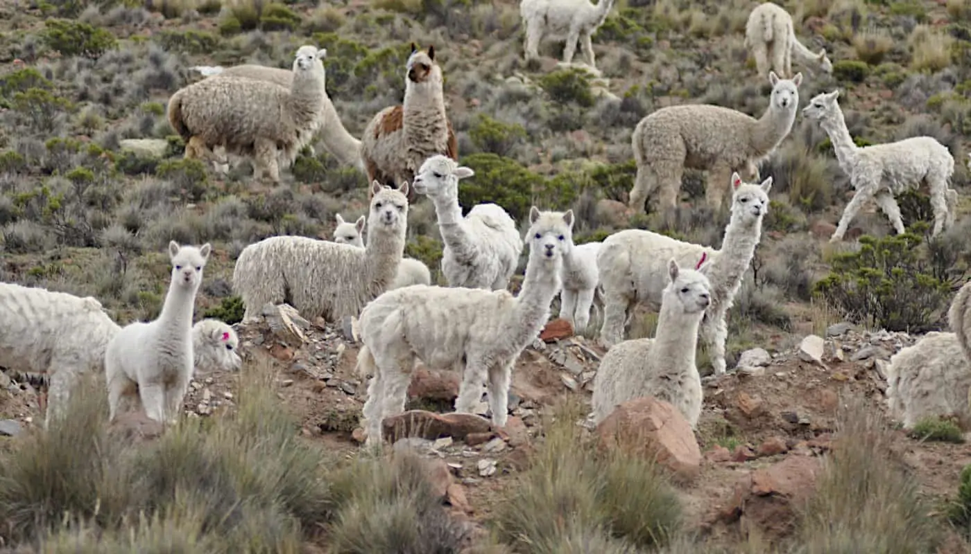 luxury-baby-alpaca-wool-peru-so-cosy-products-online