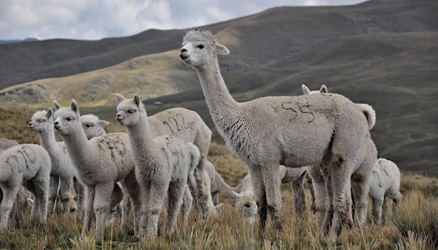 soft-baby-alpaca-wool-socosy-products-online