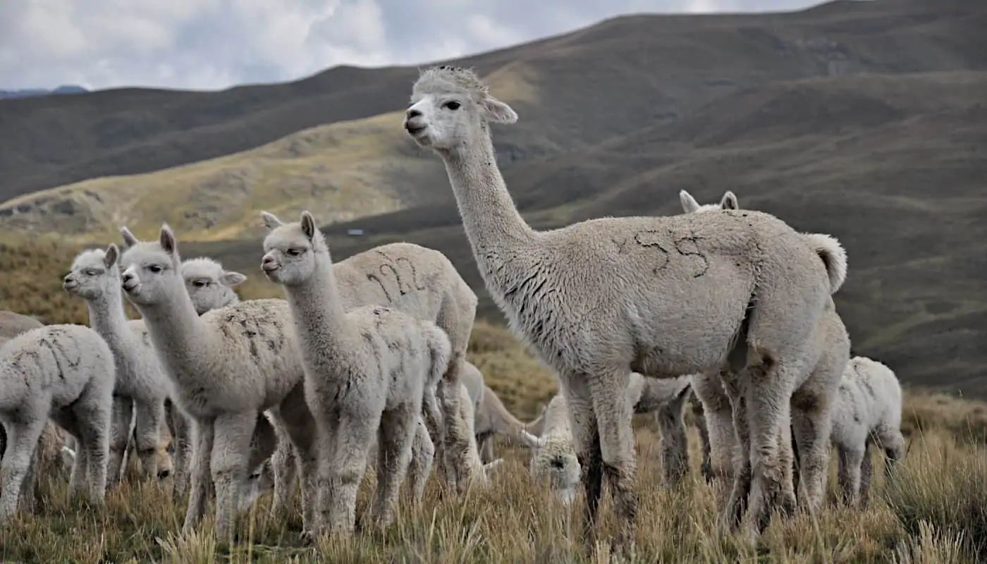soft-baby-alpaca-wool-socosy-products-online