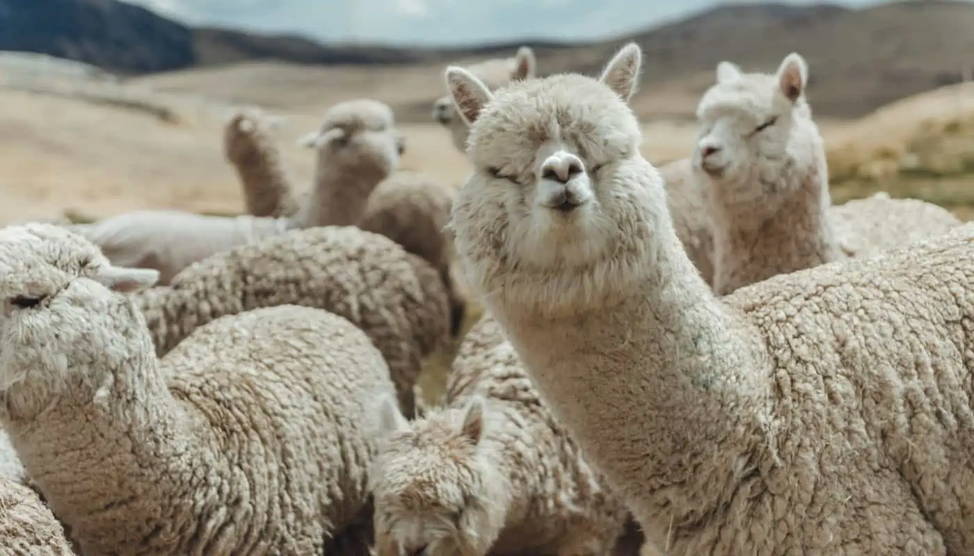 sustainable alpaca fibre