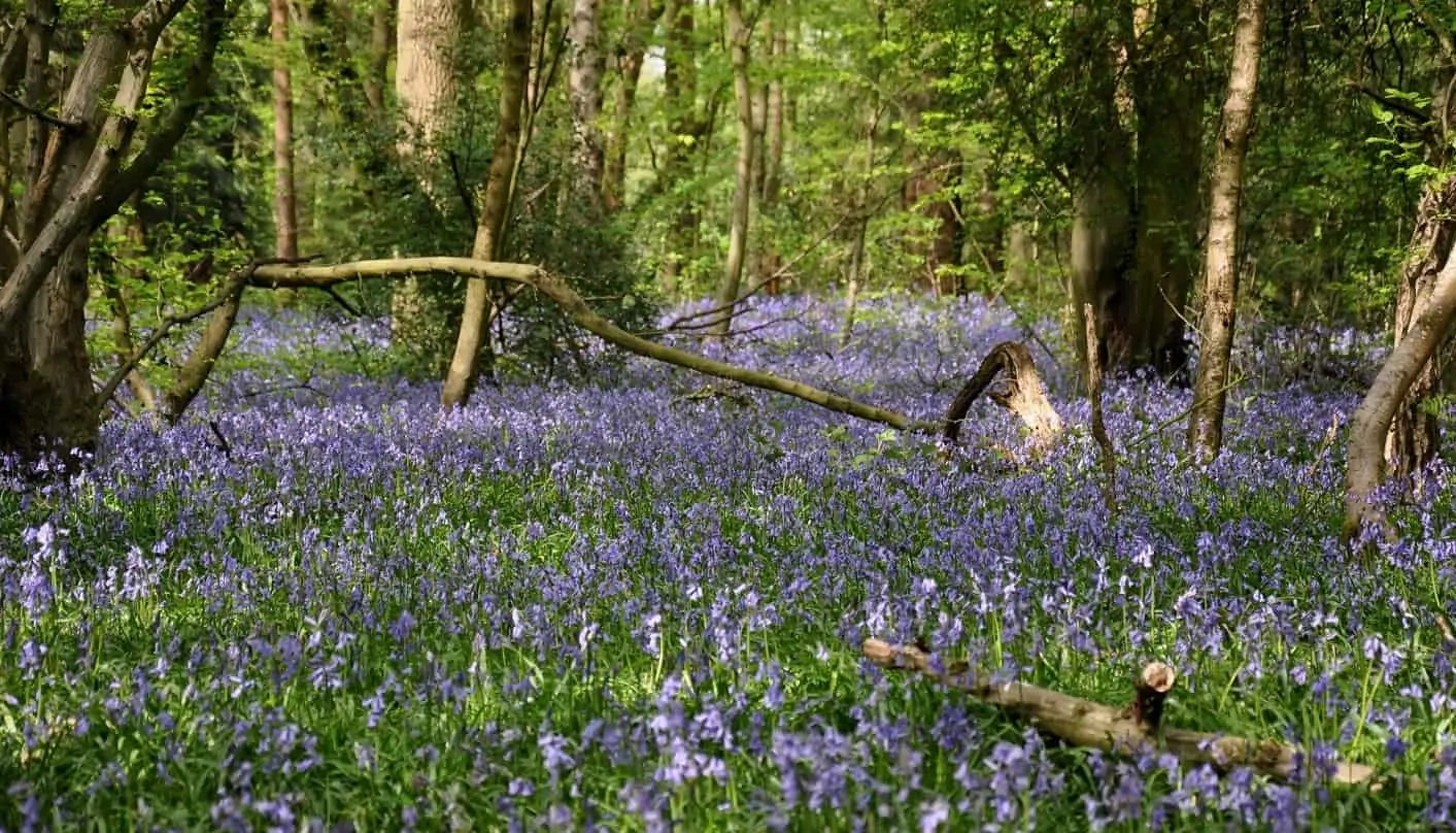 All About Bluebells & Top UK Bluebell Facts | So Cosy
