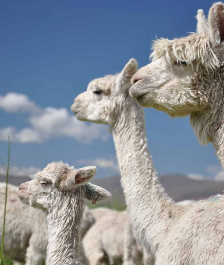 luxury alpaca fibre products from so cosy