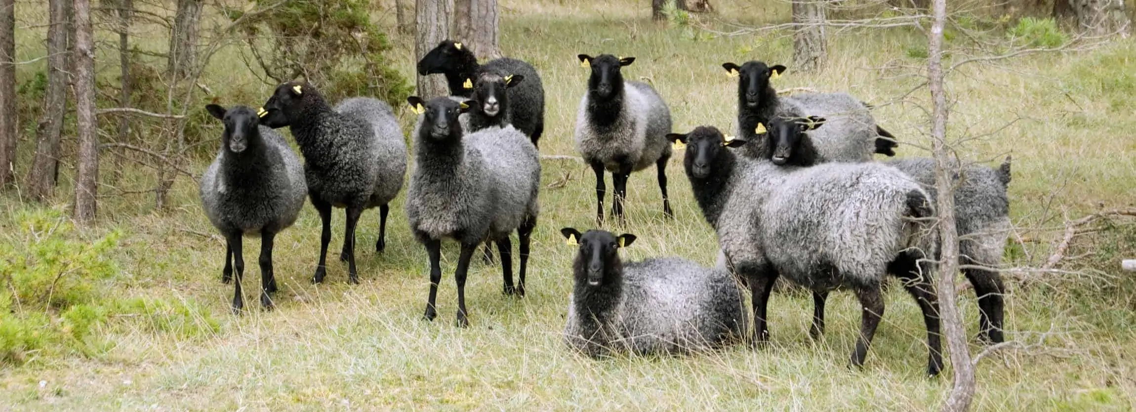 gotlang sheep wool products