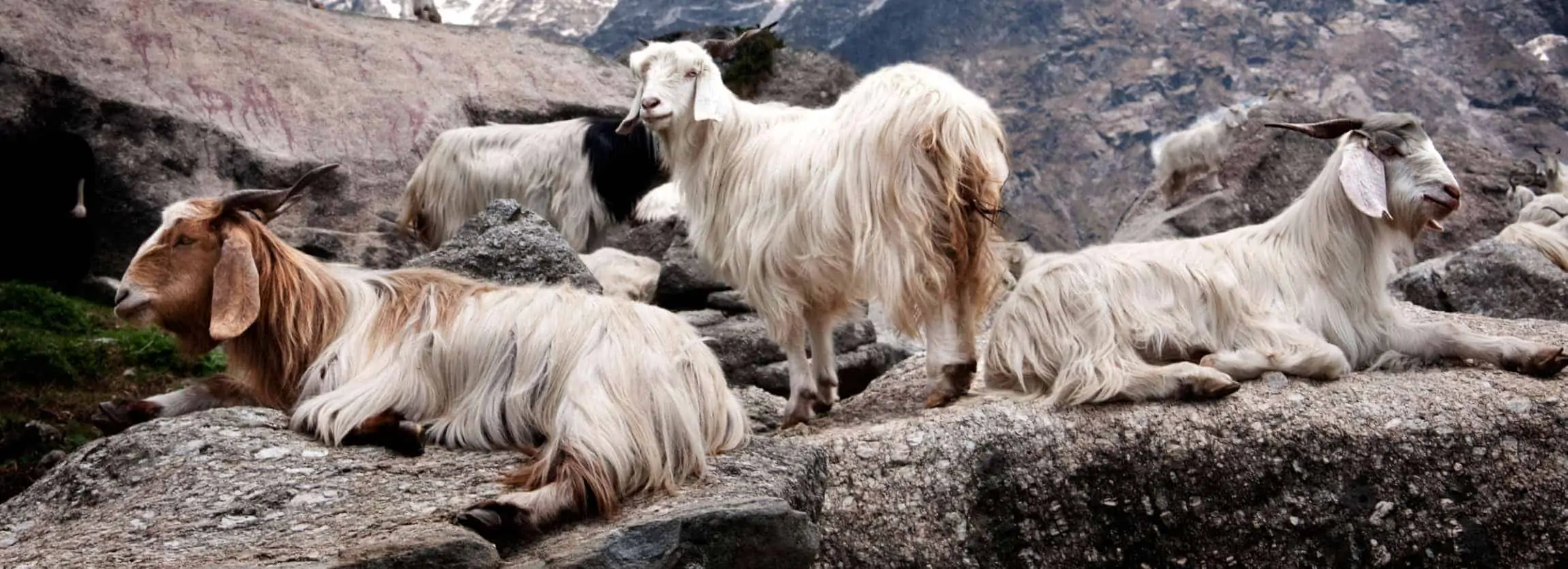 mongolian cashmere goat wool products online