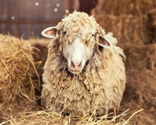 Sheep before shearing