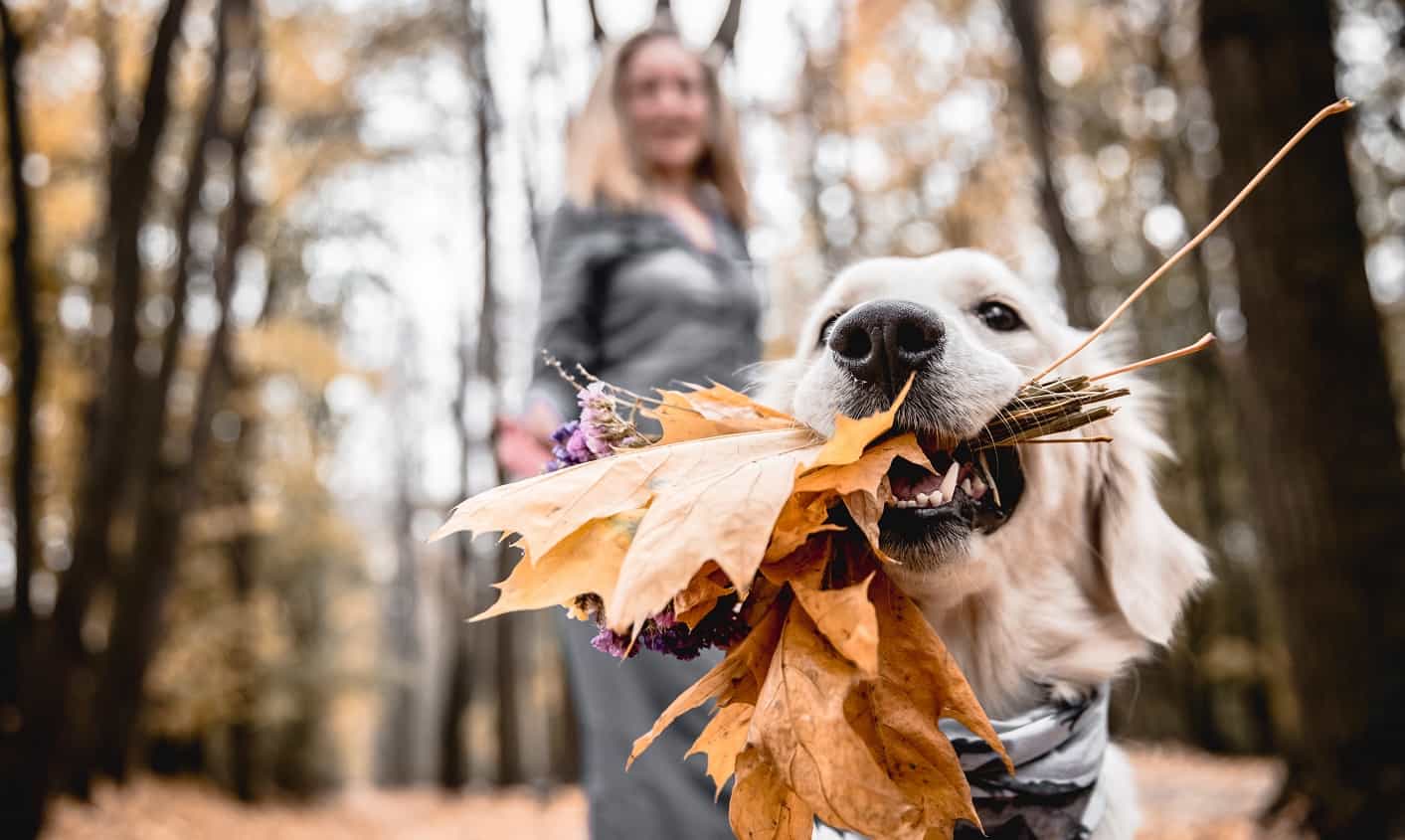 Autumn dog walk