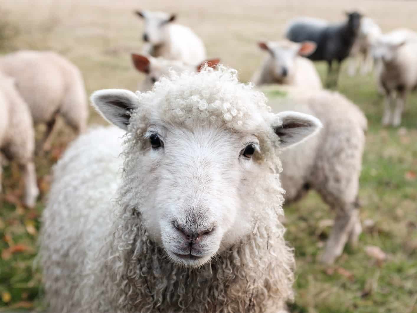 Renewable wool